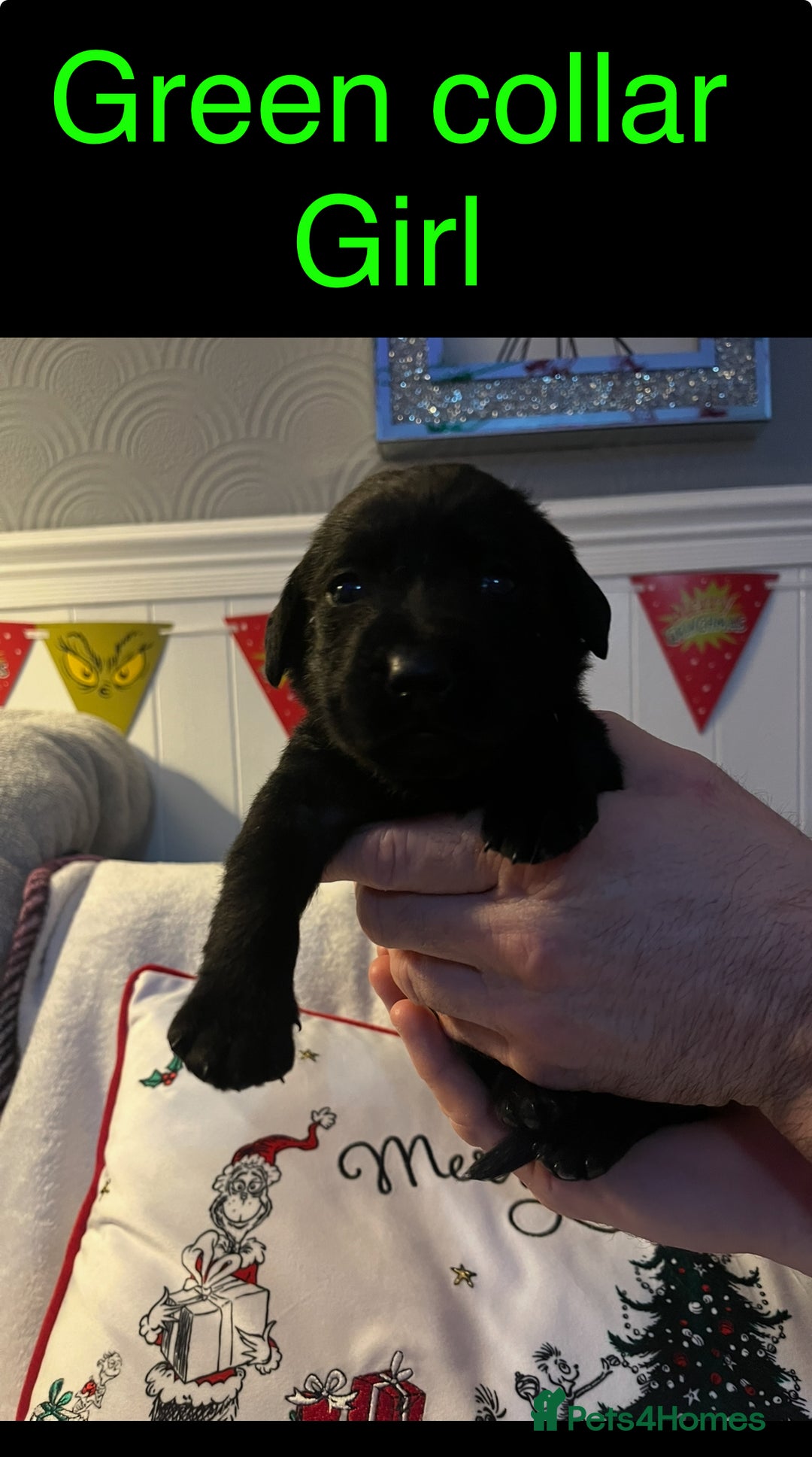 Labrador Retriever dogs for sale: 3 beautiful black Labrador retrievers - Advert 3