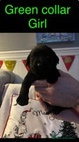 Labrador Retriever dogs 3 beautiful black Labrador retrievers - Advert 2