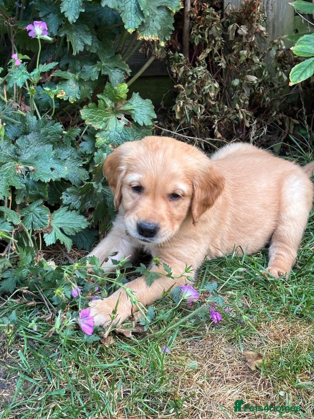 Golden Retriever dogs for sale: 🐾 Ready Soon!! KC Golden Retriever Male Puppies - Image 18