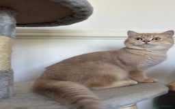 British Shorthair cats for sale: Chunky TICA ACTIVE Golden British Shorthair - Image 3