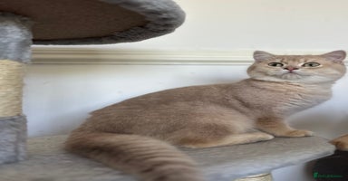 British Shorthair cats - Advert 4
