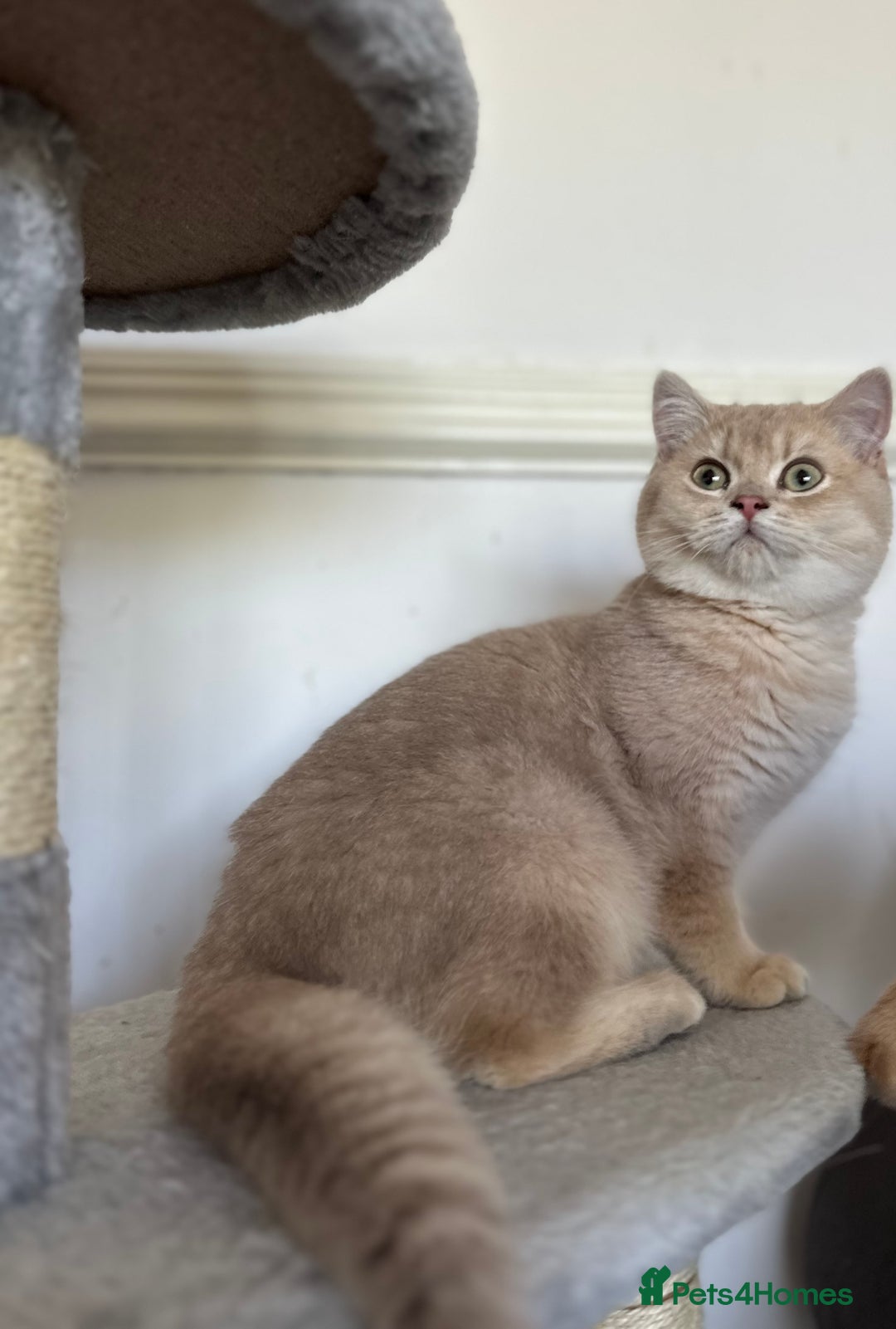 British Shorthair cats for sale: Chunky TICA ACTIVE Golden British Shorthair - Image 3
