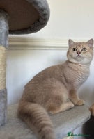 British Shorthair cats - Advert 4