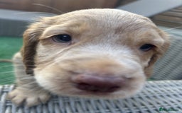 Cocker Spaniel dogs for sale: Beautiful Family-Raised Cockers – Aug 11 Ready - Image 7