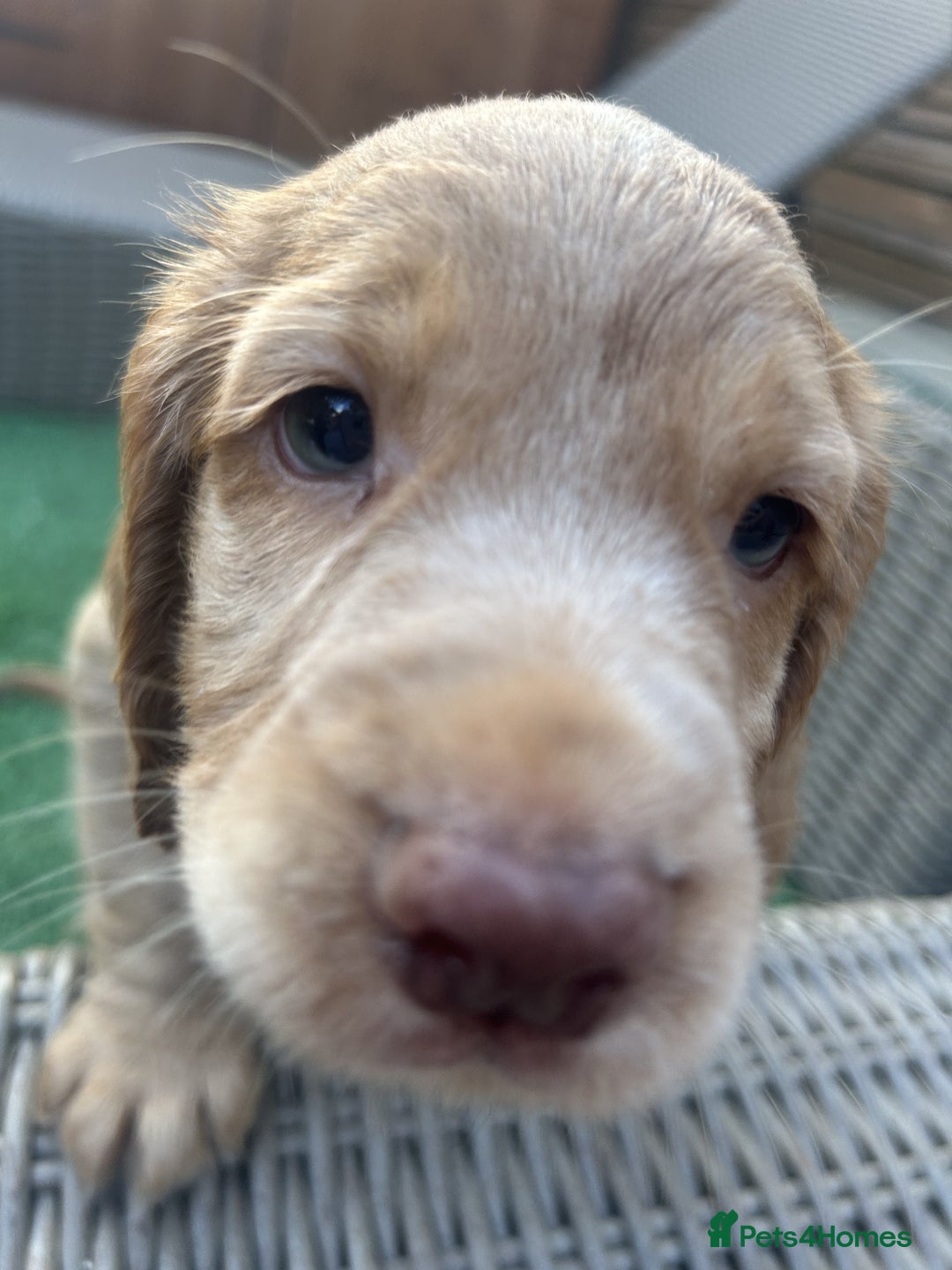 Cocker Spaniel dogs for sale: Beautiful Family-Raised Cockers – Aug 11 Ready - Image 7