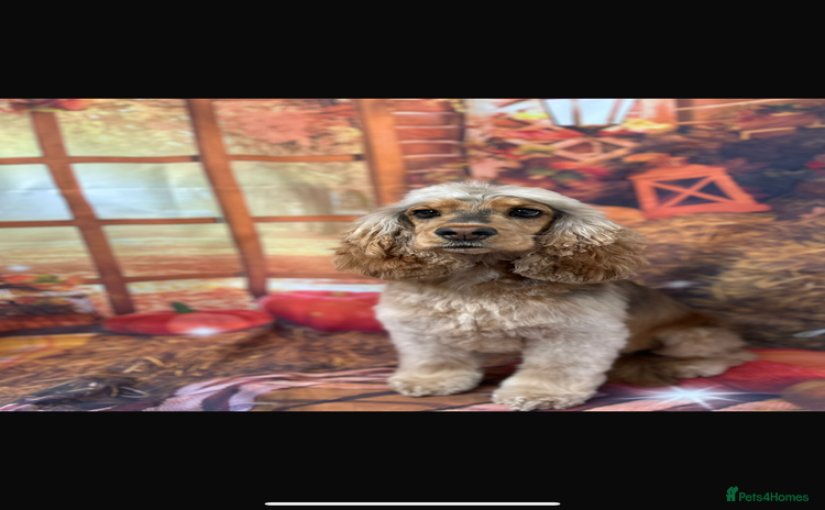 Cocker Spaniel dogs Show type cocker spaniel Puppies  - Advert 7