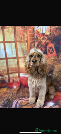 Cocker Spaniel dogs Show type cocker spaniel Puppies - Advert 2