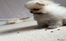 Pomeranian dogs for sale: Teddy Face Pomeranian Champion European Bloodline  - Image 4