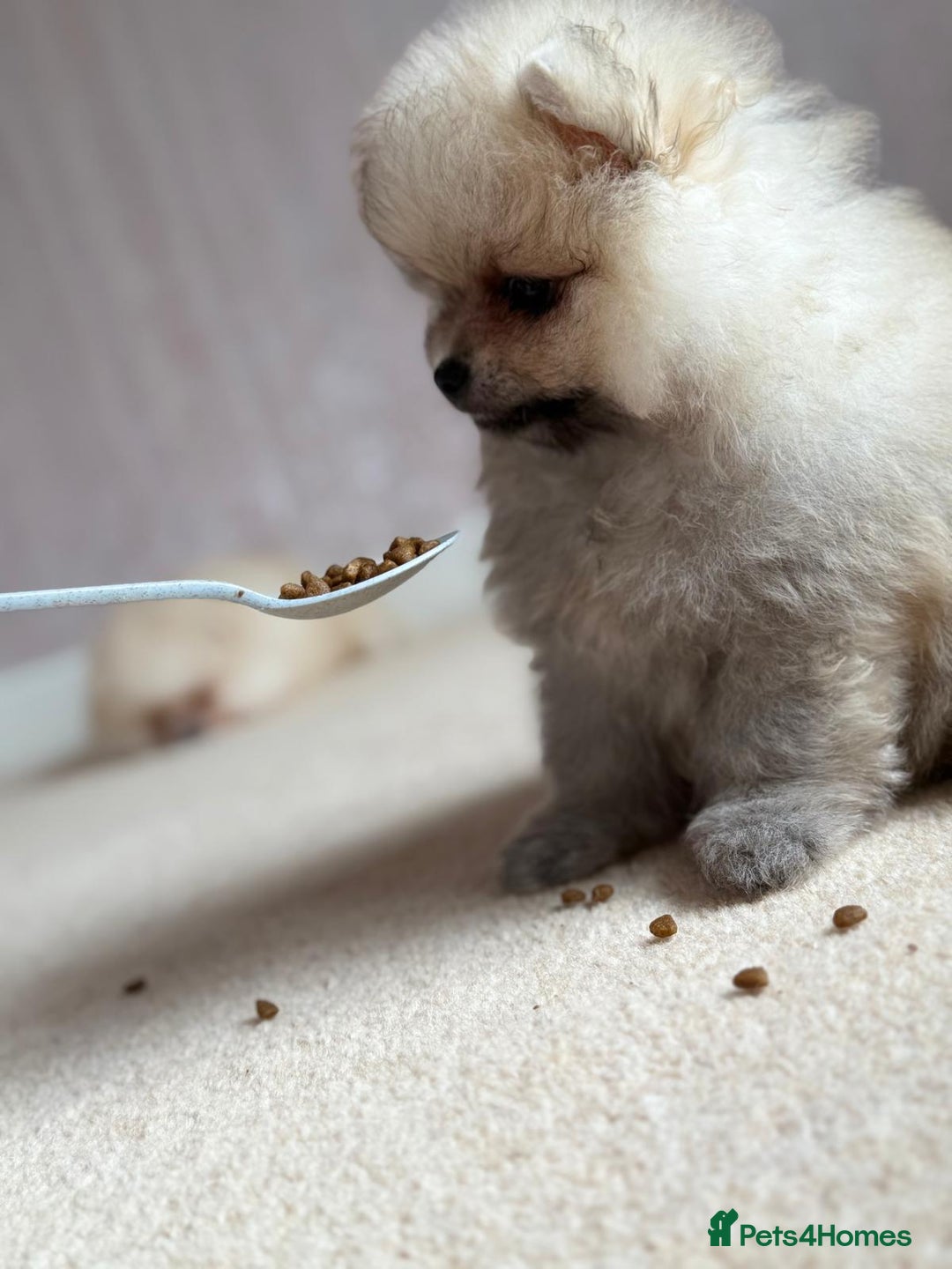Pomeranian dogs for sale: Teddy Face Pomeranian Champion European Bloodline  - Image 4