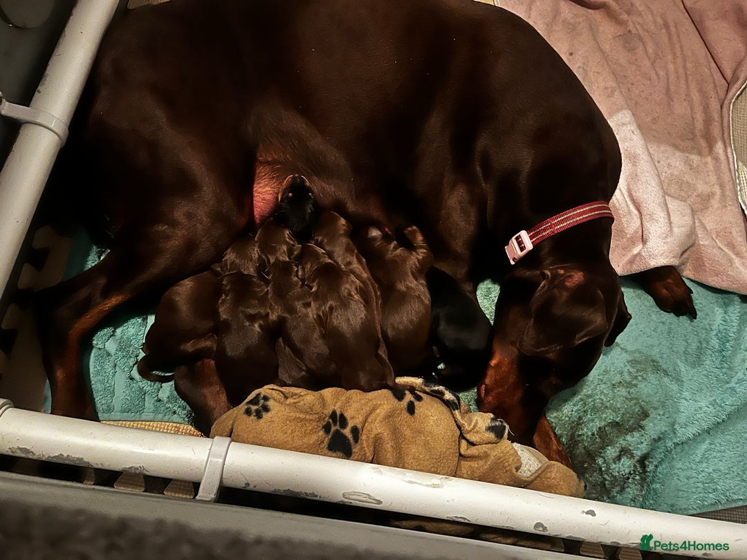 Dobermann dogs for sale: Stunning Dobermann puppies in Nottingham - Image 14