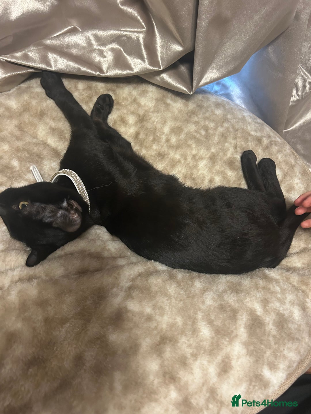 Mixed Breed cats for sale: Shadow - Advert 2