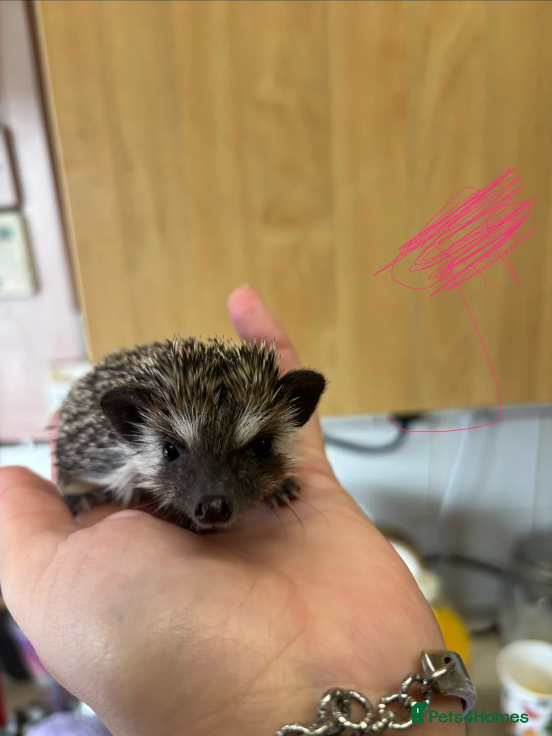 Pygmy Hedgehog rodents for sale: African Pygmy hoglets  - Advert 1