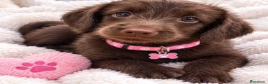 Labradoodle 4