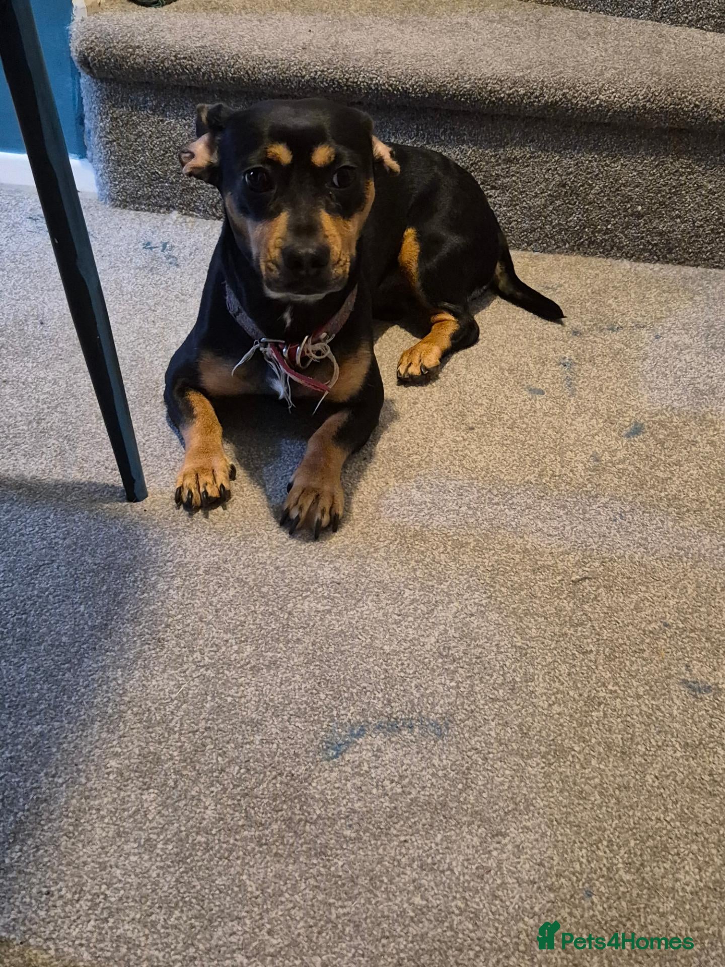 Mixed Breed dogs Dachshund x frenchie - Advert 1