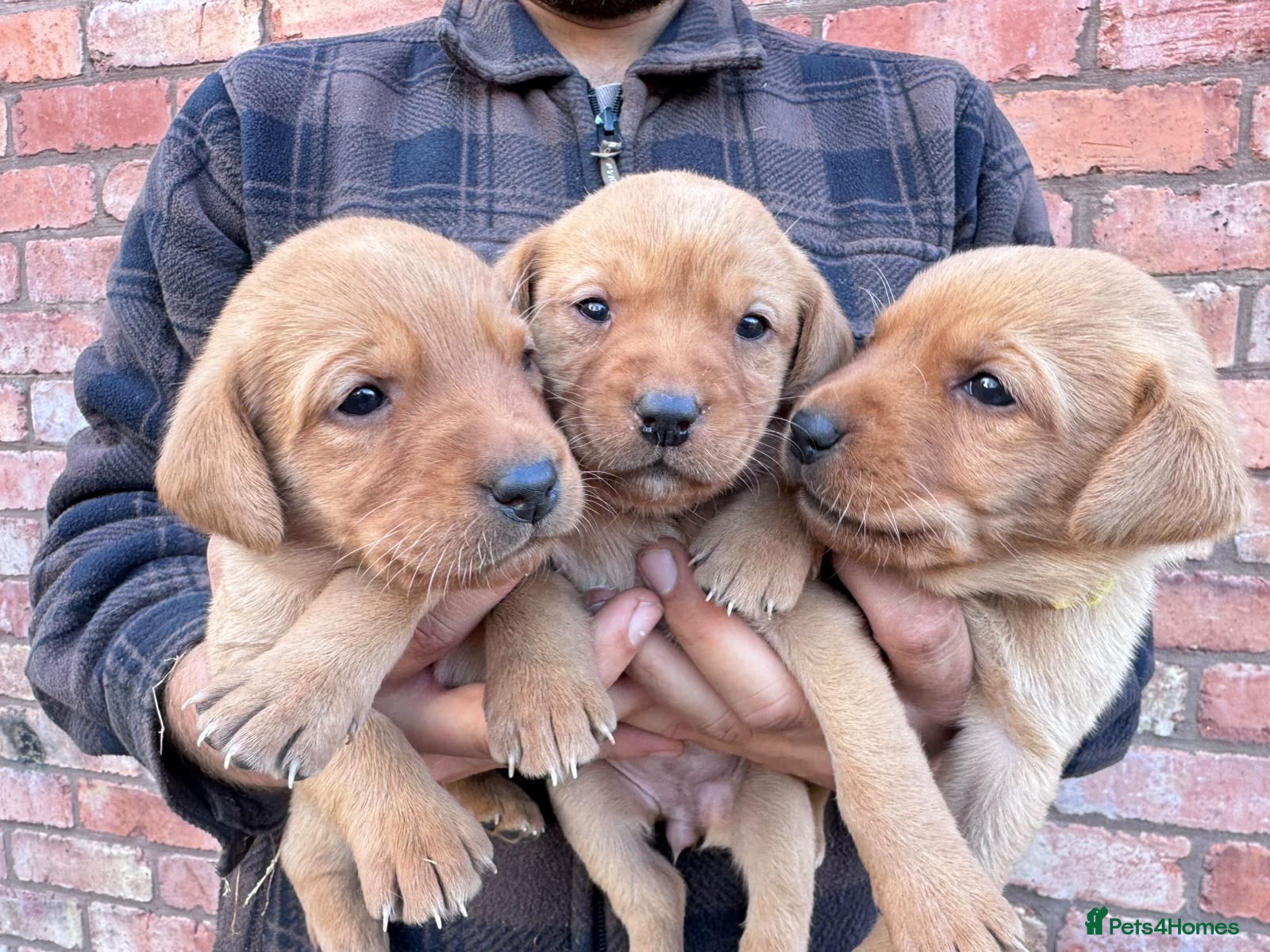 Labrador Retriever dogs for sale: Adorable KC fox red puppies  - Advert 1