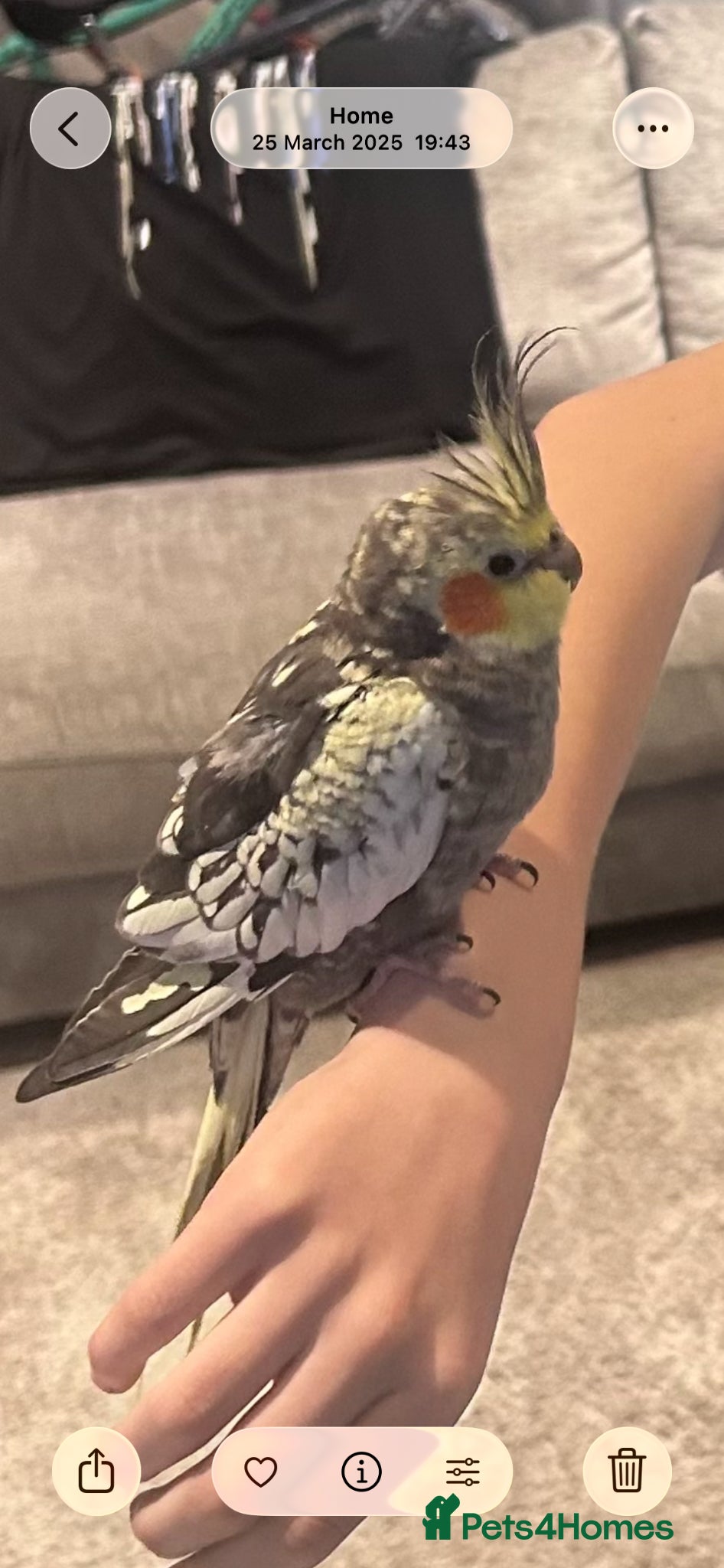 Cockatiels birds Cockateil - Advert 4