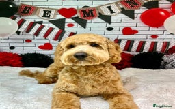 Cockapoo dogs for sale: Cockapoo bitch red 3 years old  - Image 3