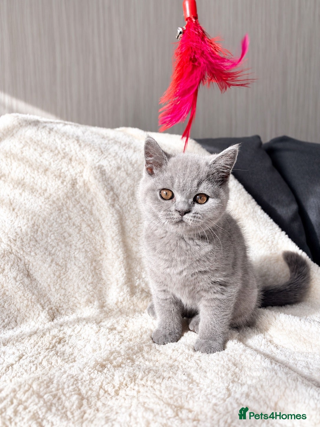 British Shorthair cats Two BSH Girls Available GCCF Active - Advert 2