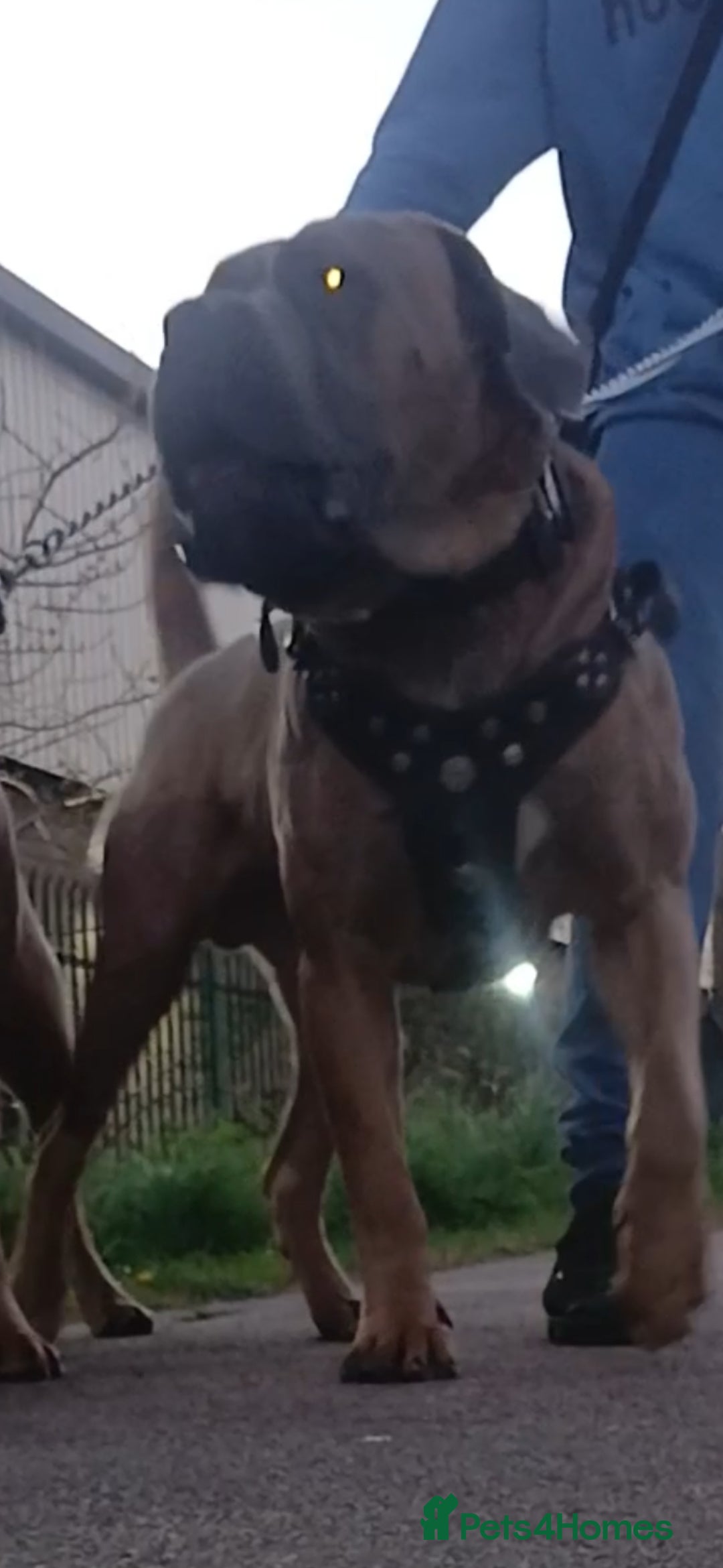 Cane Corso dogs for stud: Russian import working blood cane corso stud - Advert 12