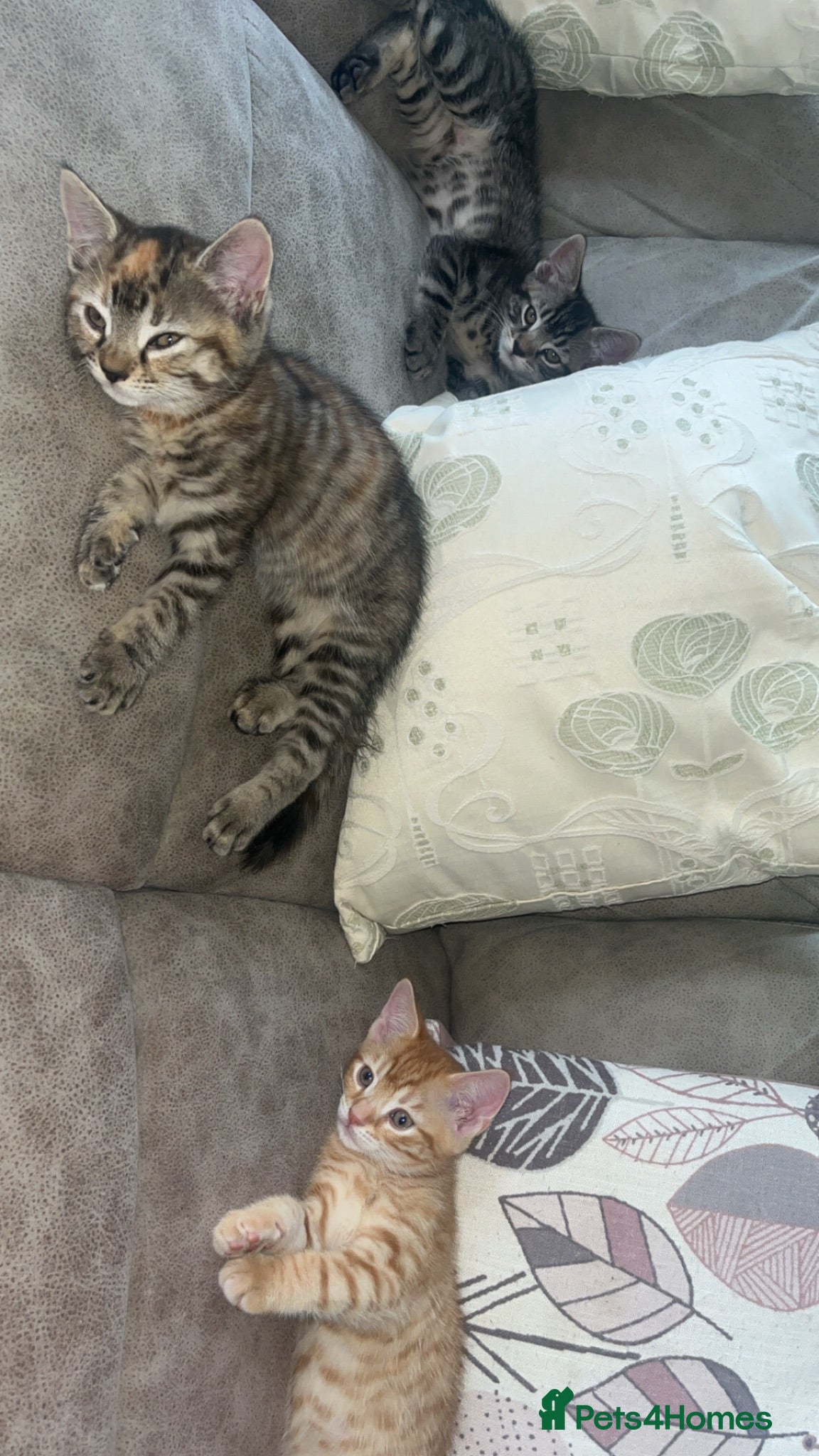 British Shorthair cats 2 male & 1 female kitten  - Advert 1