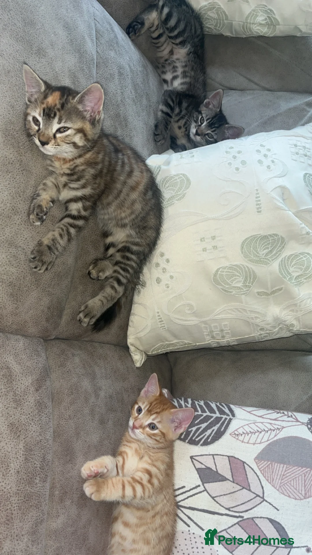 British Shorthair cats for sale: 2 male & 1 female kitten  - Advert 1