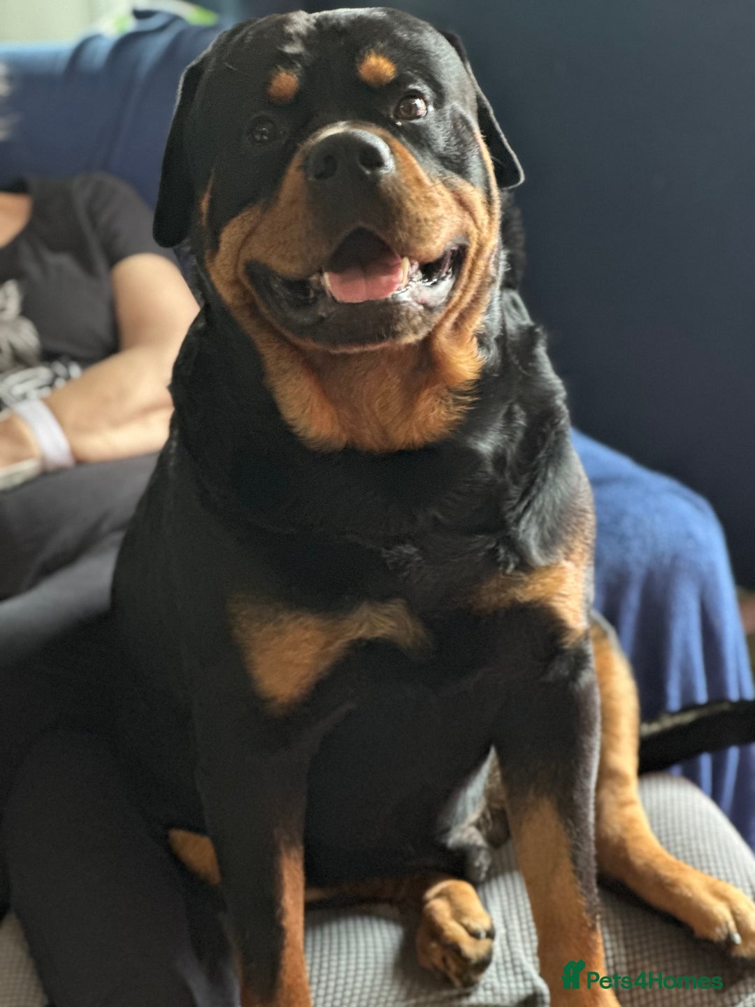 Norwegian Elkhound Rottweiler Mix Elkhound Mix Baby Norwegian