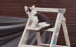 Domestic Shorthair cats for sale:  Beautiful litter mixed colours  - Image 6
