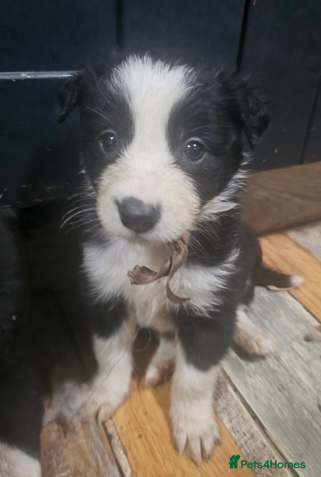 Border Collie dogs for sale: Ready NOW - One Border Collie Pup Left - Advert 31