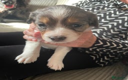 Mixed Breed dogs for sale: Sprollie Puppies  - Image 16