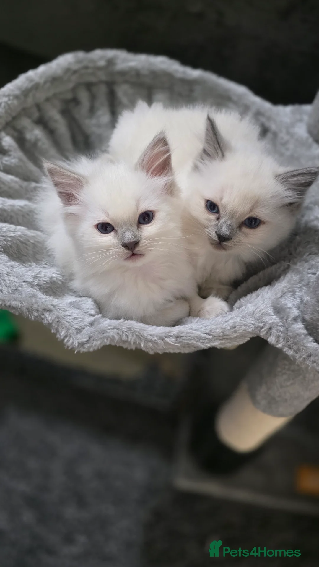 Ragdoll cats for sale: Blue point Ragdoll kittens for sale  - Advert 18