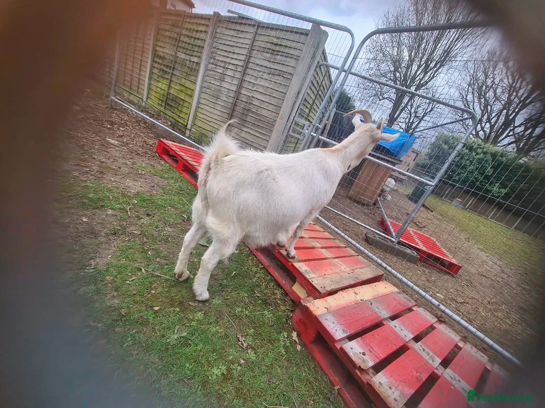 Goats livestock for sale: Saanen  goats - Advert 7