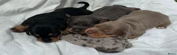 Miniature Dachshund dogs for sale: True Miniature dachshund last boy last girl  - Advert 17