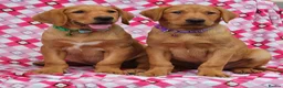 Labrador Retriever dogs for sale: 🩵🩵 2 KC Reg Dark Fox Red Labrador Pups!!🩵🩵  - Advert 8