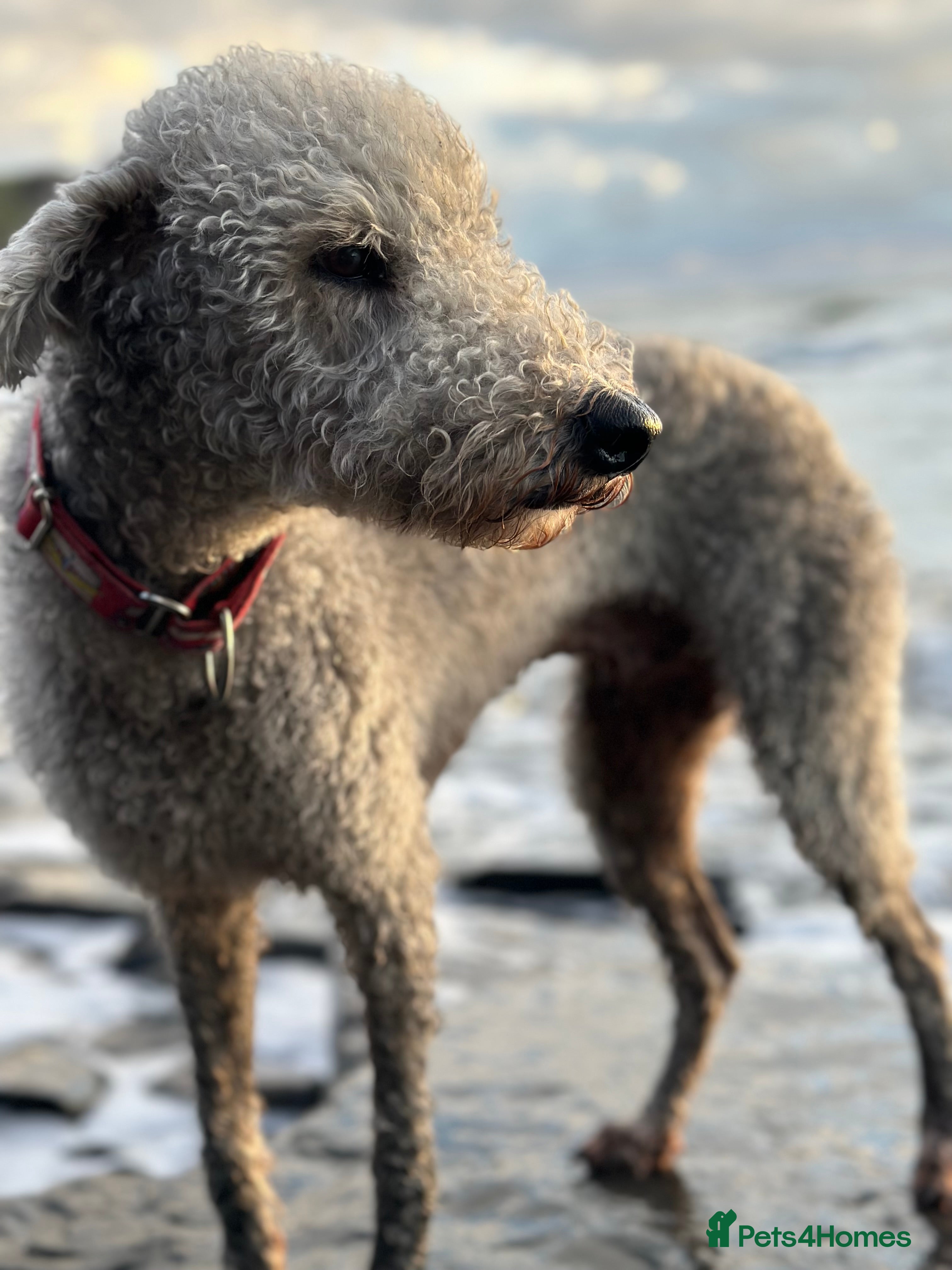 Mixed Breed dogs Beautiful Bedlington/Greyhound Cross  - Advert 1