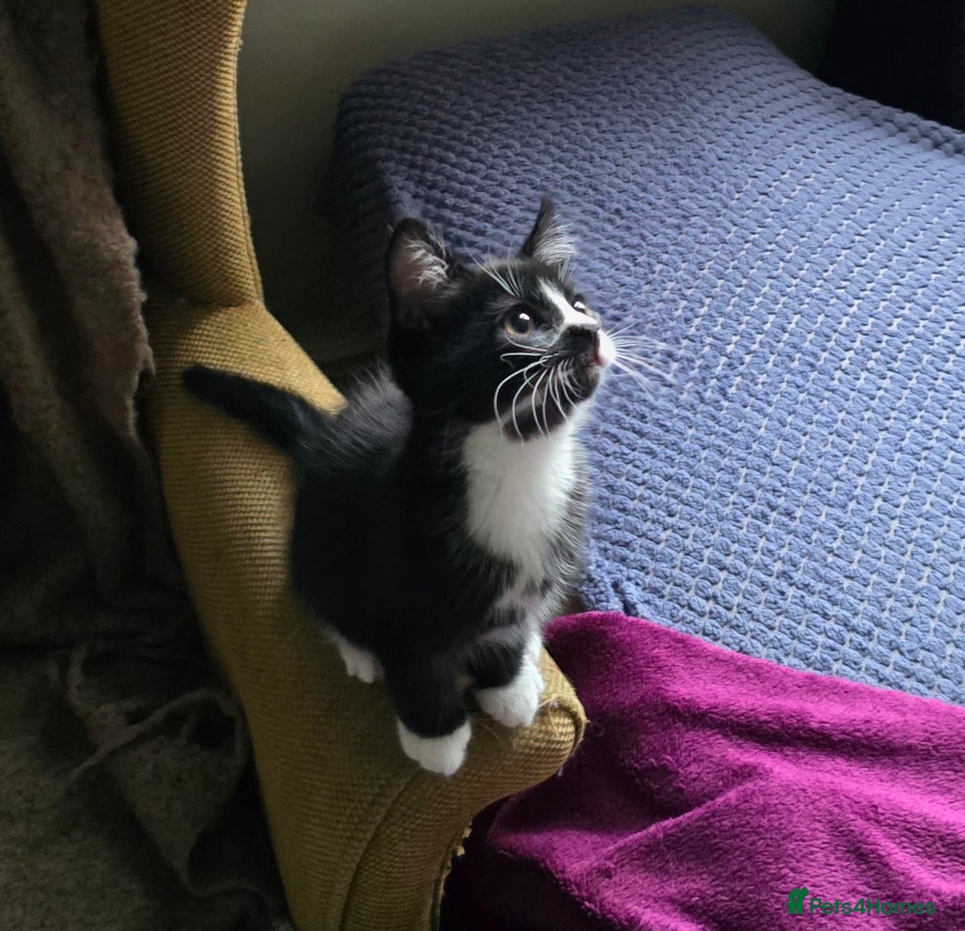 Mixed Breed cats for sale: Three boys looking for forever loving home  - Advert 7