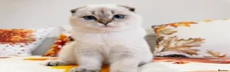 Scottish Fold cats for sale: 🐾 Stunning Scottish Fold Girl  🐾 - Advert 15