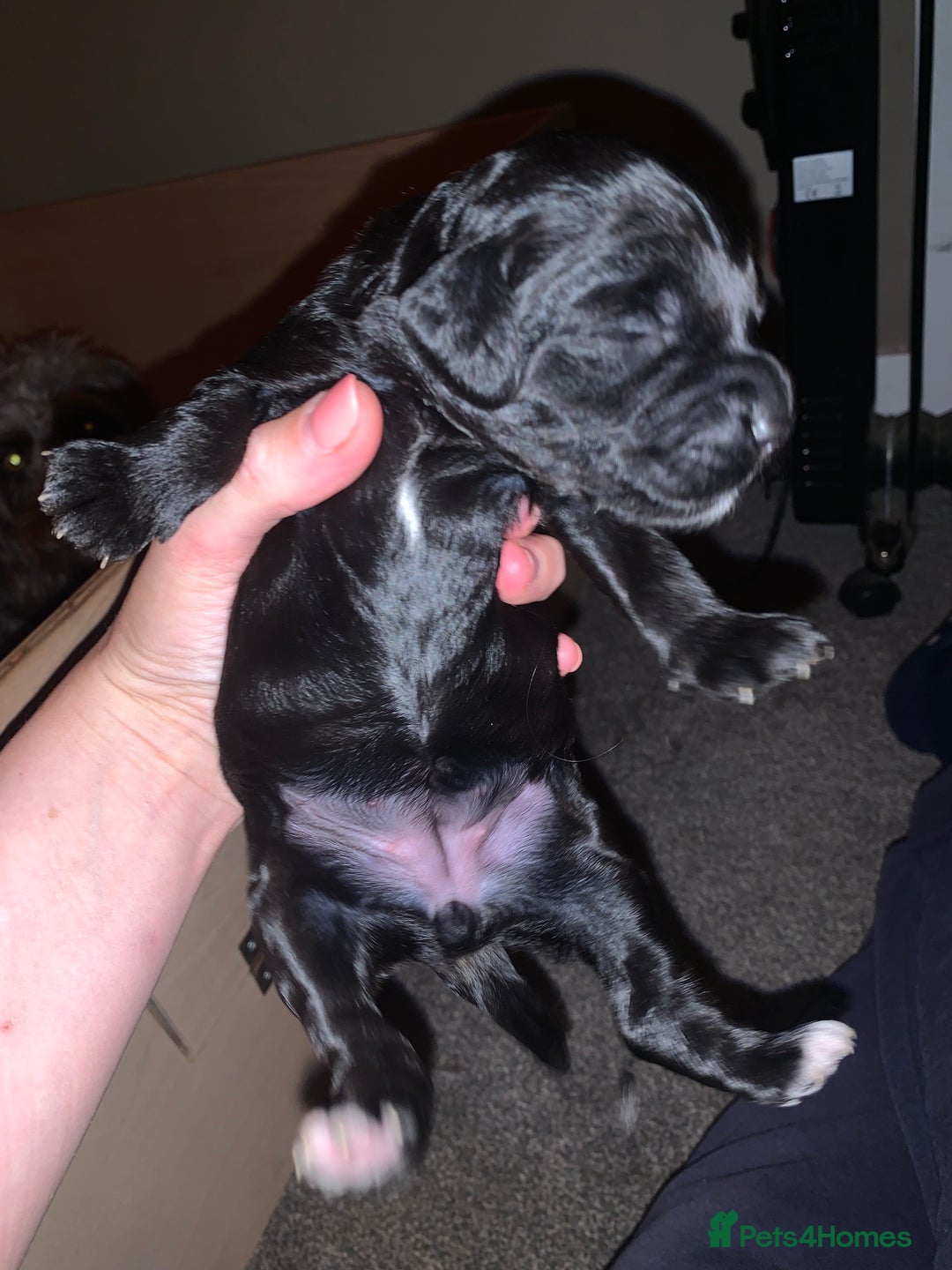 Labradoodle dogs for sale: F1b Miniature Labradoodle Puppies  - Advert 12