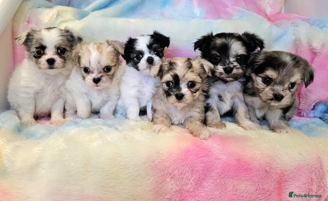 Chihuahua dogs for sale: Fluffy gorgeous chihuahua x Korean maltese  - Image 2