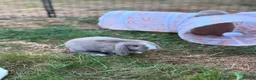 Mini Lop rabbits for sale: Two rabbits and set up  in Stowmarket - Advert 16