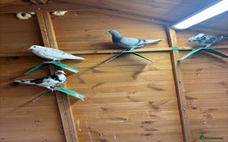 Pigeons birds for sale: Racing pigeons  - Advert 3