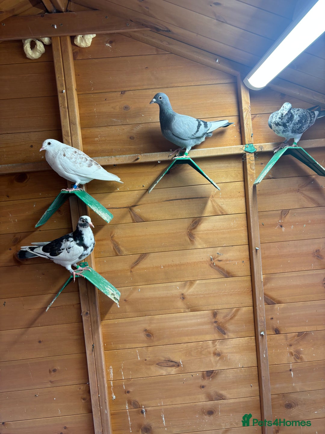 Pigeons birds for sale: Racing pigeons  - Advert 3