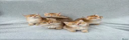 British Shorthair cats for sale: Active registered golden British shorthair NY12 - Advert 10