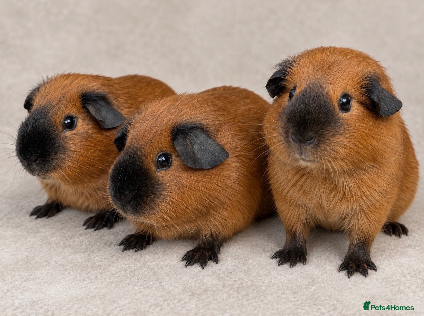Guinea Pig rodents Beautiful baby guinea pigs. Swiss & Chinchilla. - Advert 1