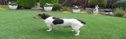 Jack Russell dogs for sale: Tri coloured JackRussell Terriers for sale - Advert 2