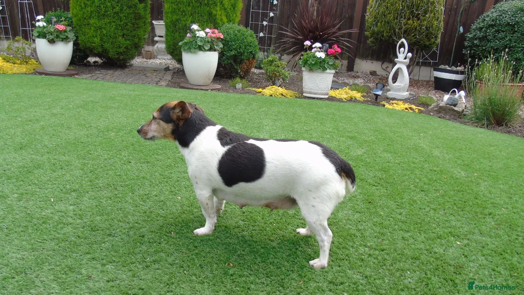 Jack Russell dogs for sale: Tri coloured JackRussell Terriers for sale - Advert 2