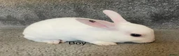 Rex rabbits for sale: 💖Pure bred mini Rex💖 - Advert 15