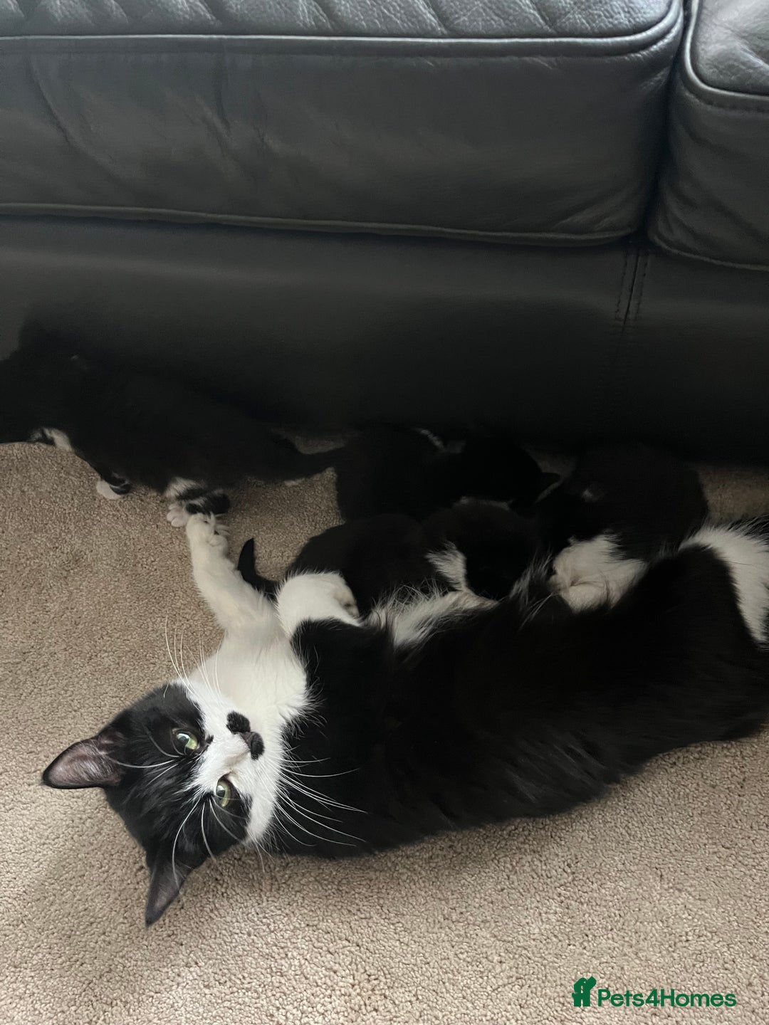 Mixed Breed cats for sale: 4 Beautiful fluffy Black & White kittens  - Image 12
