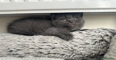 British Shorthair cats - Advert 5