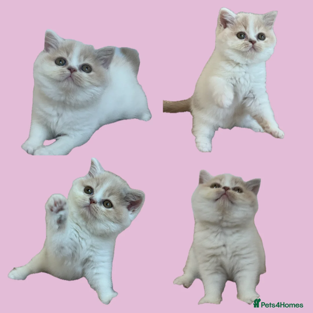 British Shorthair cats for sale: Ready end June !TICA SGC & CH daughter,stunning! - Advert 1