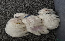 Maltese dogs for sale: 🐶 Adorable Male Maltese Puppies for Sale 🐾 - Image 8